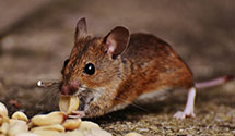 24 Hour & Emergency Exterminators in Saint Albans, WV